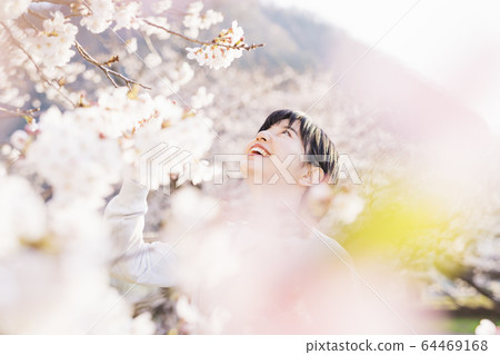 A woman walking in a park in full bloom of cherry blossoms at sunset A woman walking in a park in full bloom of cherry blossoms at sunset 64469168