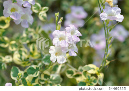 Ganges Primrose, Ganges River asystacia or Chinese Ganges Primrose, Ganges River asystacia or Chinese 64469835