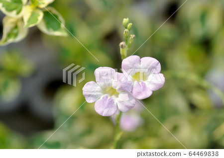 Ganges Primrose, Ganges River asystacia or Chinese 64469838