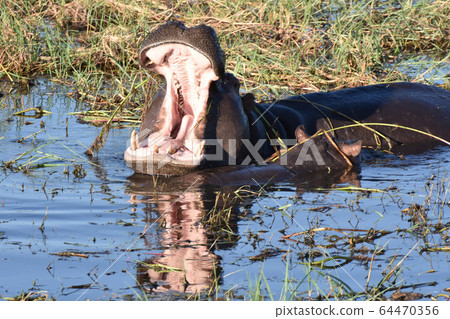 Yawning hippo (Chobe National Park, Botswana) 64470356