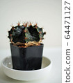 cactus cups in white house 64471127