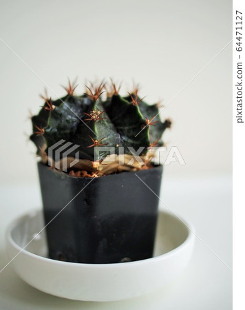 cactus cups in white house 64471127