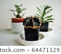 cactus cups in white house 64471129