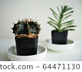 cactus cups in white house 64471130
