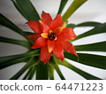 bromeliad flower in Bangkok, Thailand 64471223