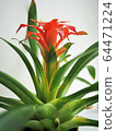 bromeliad flower in Bangkok, Thailand 64471224