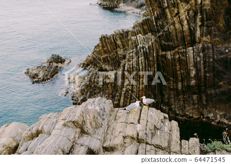 beautiful seagulls on the rocky beach beautiful seagulls on the rocky beach 64471545