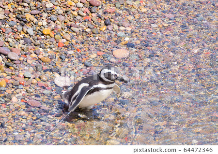 Magellanic penguins. Punta Tombo penguin colony, 64472346