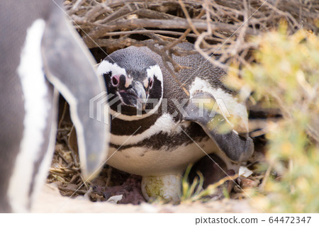 Magellanic penguin incubating egg. Punta Tombo 64472347