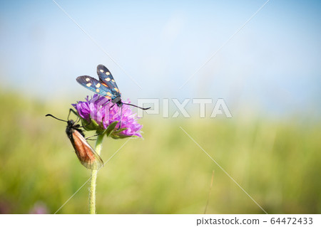 Scarlet tiger moth on clover flower close up. 64472433