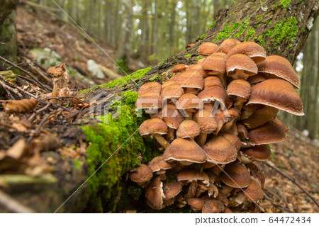 Mushrooms on tree trunk. Autumn landscape. Brown 64472434