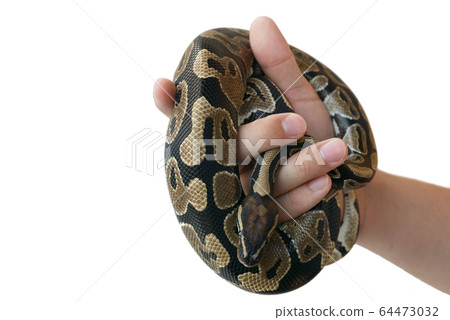 The image of the royal or ball python on the hand 64473032