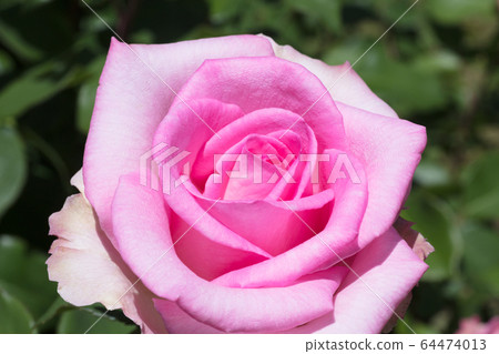 玫瑰 64474013