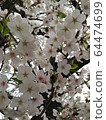 Cherry tree in full bloom  64474699