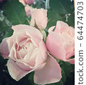 Baby pink roses 64474703