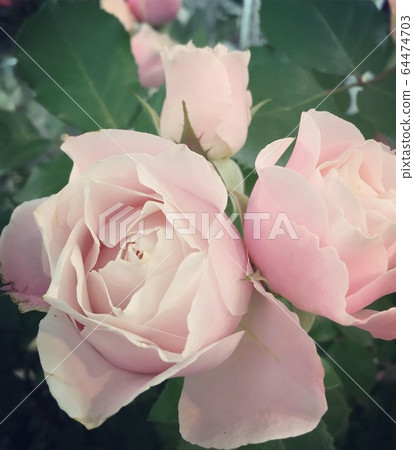 Baby pink roses 64474703