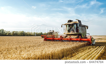 Combine harvester harvests ripe wheat. Ripe ears of gold field on the sunset cloudy orange sky background. . Concept of a rich harvest. Agriculture image Combine harvester harvests ripe wheat. Ripe ears of gold field on the sunset cloudy orange sky background. . Concept of a rich harvest. Agriculture image 64474784