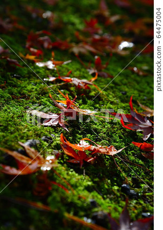 秋葉圖像山中溫泉（石川縣） 64475004