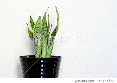 Houseplant Sansevieria Houseplant Sansevieria 64475128