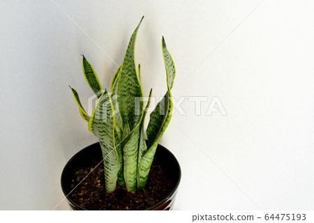 Houseplant Sansevieria 64475193
