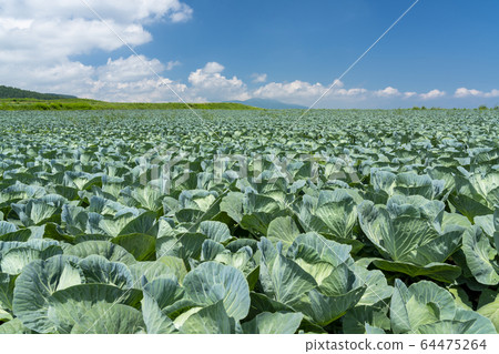 Highland cabbage field 9 64475264