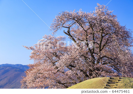 八代故鄉公園Koshu Kageage Sakura 八代故鄉公園Koshu Kageage Sakura 64475461