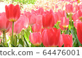 Tulip 64476001