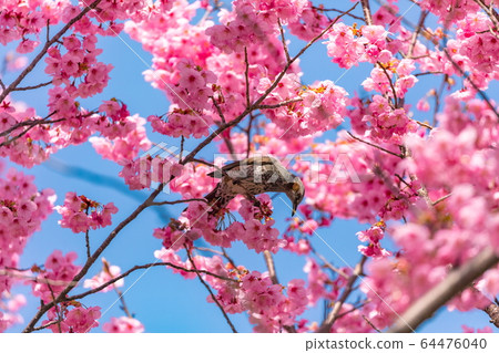 棕色耳bul吮櫻桃蜂蜜 64476040