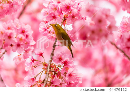 Meal with cherry honey 64476112