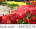 Tulip 64476178