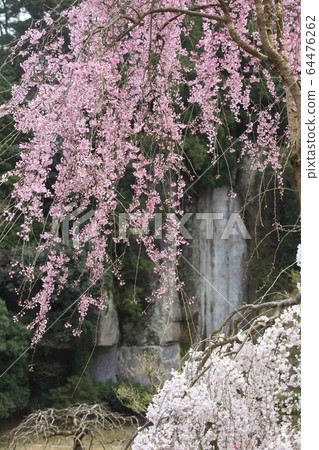 Onodera weeping cherry tree and Oma cliff Buddha Onodera weeping cherry tree and Oma cliff Buddha 64476262