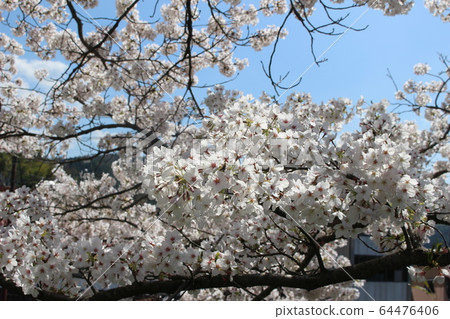 Cherry Blossoms   64476406