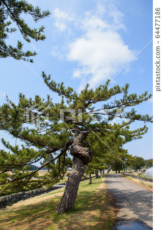 秋田縣前八戶海道松樹 64477186
