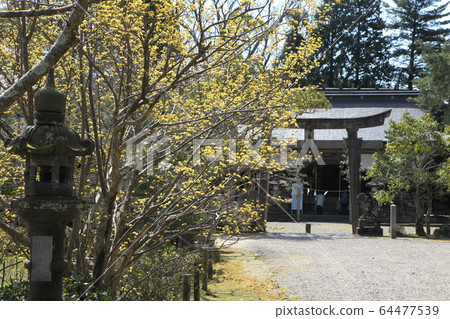 Urashima Shrine Sanche flowers 64477539
