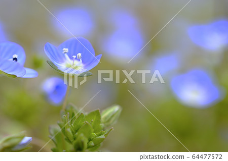 Persian speedwell 64477572