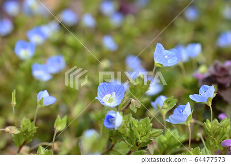 Persian speedwell 64477573