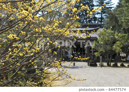 Urashima Shrine Sanche flowers 64477574