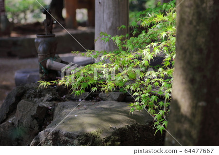 Landscape with fresh green Landscape with fresh green 64477667