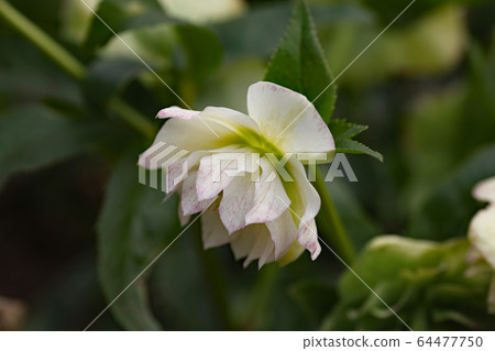 Christmas rose Christmas rose 64477750