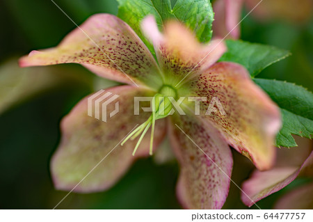 聖誕節玫瑰 64477757