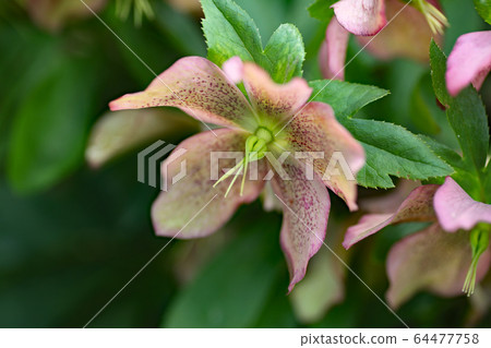 聖誕節玫瑰 64477758