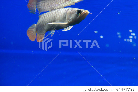 Arowana, Red Dragon (Super Red), Juvenile (Aquarium) Arowana, Red Dragon (Super Red), Juvenile (Aquarium) 64477785