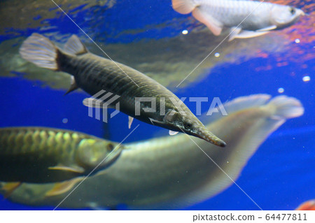 Spotted Garpike Ancient Fish Aquarium Stock Photo