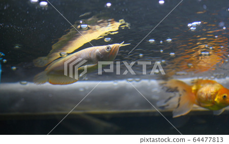 金龍魚,白化銀,少年(水族館) 金龍魚,白化銀,少年(水族館) 64477813