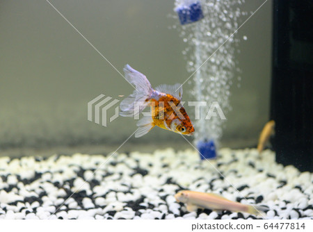 金魚·鑑賞·水族館 64477814