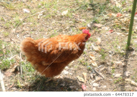 Chicken: Chicken: Rhode Island Red: Farmer 64478317