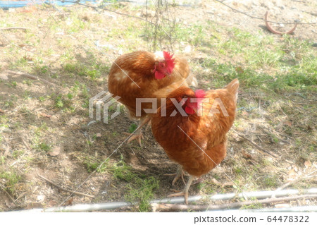 雞肉：雞肉：羅德島紅：農民 64478322