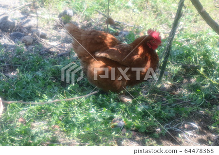 雞肉:雞肉:羅德島紅:農民 雞肉:雞肉:羅德島紅:農民 64478368