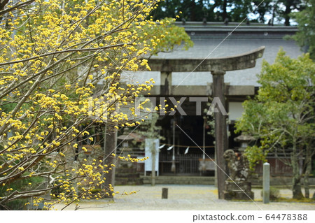 Urashima Shrine Sanche flowers 64478388