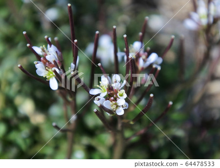 Little white flower Little white flower 64478533